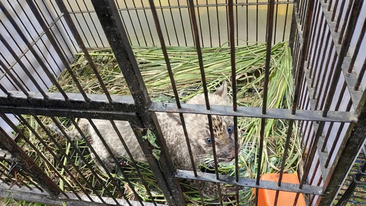 Bayi leopard atau macan dahan yang disita Polda Riau dari sindikat perdagangan satwa dilindungi.