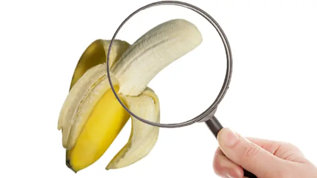 Ilustrasi Penis