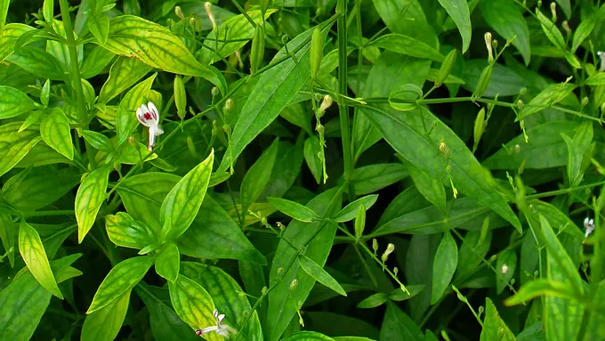 Sering Dimasak, Ini 3 Khasiat Sambiloto untuk Kesehatan