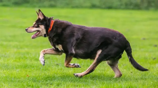 Anjing Tergemuk Ini Berhasil Turunkan Berat Badan