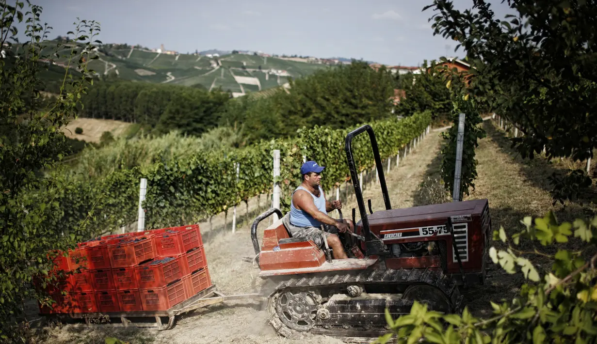 Pekerja mengumpulkan anggur saat panen Pinot Nero di Tenuta Castello di Neive Borgonovo, Italia barat laut (8/8). Pinot Nero sebuah varietas anggur wine merah dari spesies Vitis vinifera. (AFP Photo/Marco Bertorello)