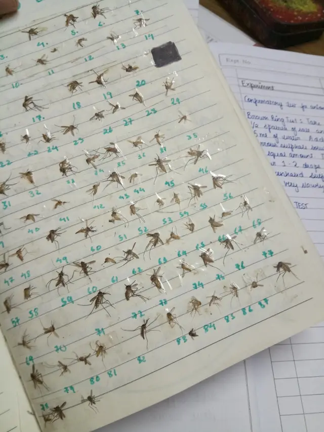 Viral Aksi Wanita Koleksi Mayat Nyamuk yang Ditangkapnya, Ditempel di Buku