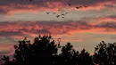 Potret kawanan angsa yang terbang saat senja di atas Teufelsmoor, Gnarrenburg di utara Jerman, 16 Oktober 2018. Burung angsa kerap terbang secara bergerombol untuk melakukan migrasi jarak jauh. (Photo by Patrik STOLLARZ / AFP)