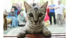  Memelihara kucing memang bisa membawa rasa tenang kepada pemiliknya. Tapi, selain rasa tenang, kucing pembawa parasit malah membuat orang menjadi mudah marah.