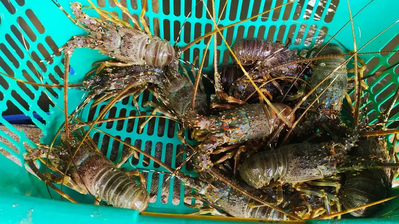 Sejumlah lobster hasil tangkapan nelayan di pantai Selatan Garut, Jawa Barat.