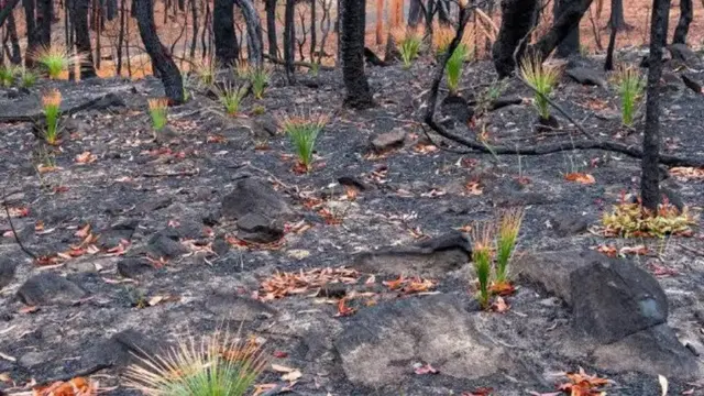 Foto Tumbuhan Hidup di Hutan Sisa Kebakaran Australia (sumber: worldofbuzz)
