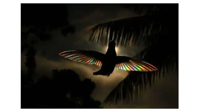 Bak Pelangi, Begini 6 Foto Indahnya Sayap Burung Kolibri Ketika Terkena Sinar Matahari