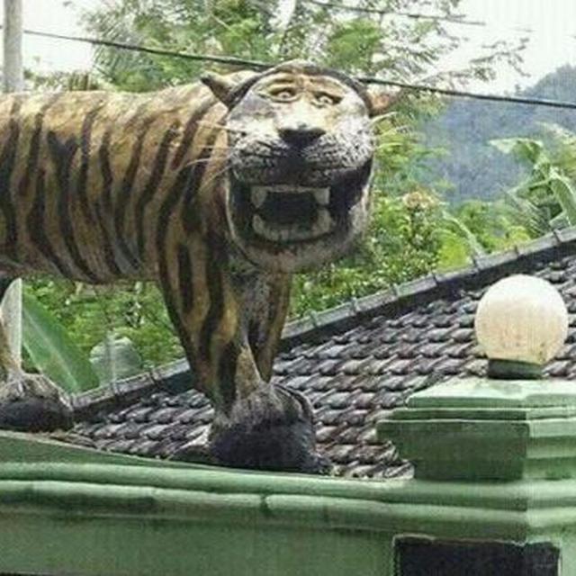 Unduh 770 Gambar Harimau Lucu  HD