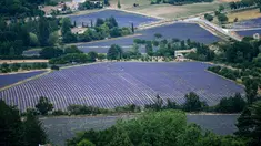 Ladang-ladang bunga lavender terlihat di kota Sault, Prancis selatan pada 8 Juli 2019. Layaknya hamparan luas karpet berwarna ungu, bunga lavender dipangkas rapi dan ditata sedemikian rupa. (Photo by Christophe SIMON / AFP)