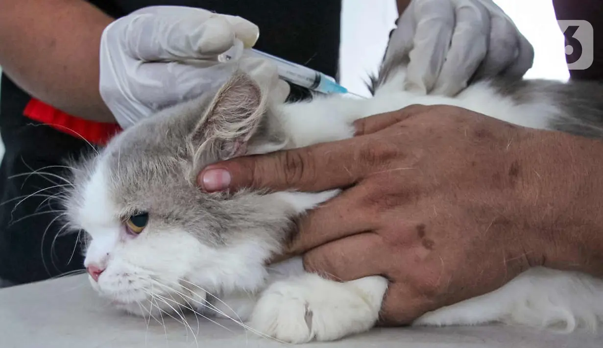 Petugas menyuntikkan vaksin antirabies kepada seekor kucing di Pusat Kesehatan Hewan (Puskeswan) Kota Tangerang, Banten, Rabu (3/3/2021). Sebanyak 500 hewan mendapat vaksin antirabies yang diberikan oleh Pemerintah Kota Tangerang melalui Dinas Ketahanan Pangan. (Liputan6.com/Angga Yuniar)