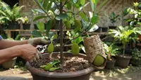 6 Cara Membuat Pohon Nangka Pendek Tapi Cepat Berbuah, Panduan Praktis dan Efektif