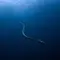 Ular Laut yang Bisa Menyelam hingga Kedalaman 245 Meter, Ini Faktanya