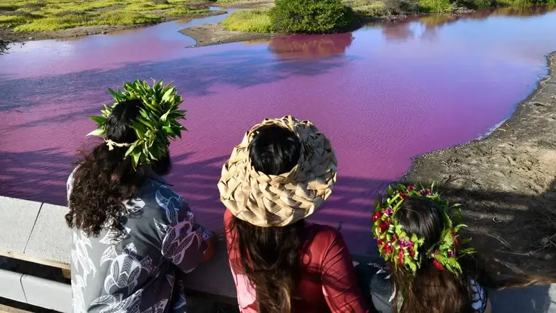 Danau Di Hawaii Berubah Jadi Pink
