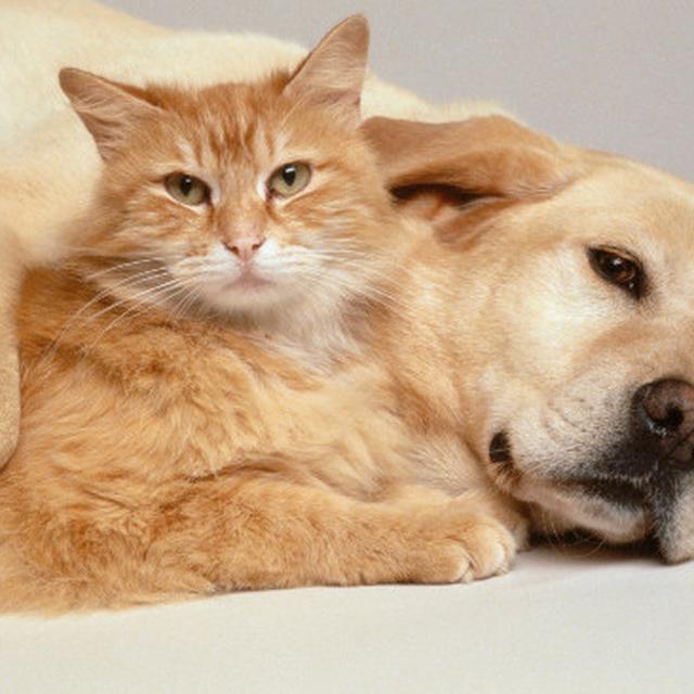Antara Anjing Dan Kucing Mana Yang Lebih Sayang Manusia Global Liputan6 Com