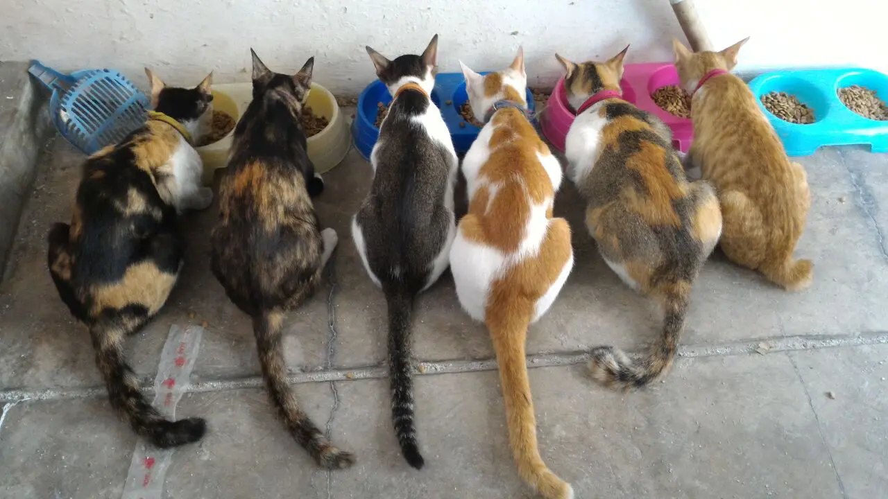 Berawal dari Iba, Peramal Ini Akhirnya Piara 32 Kucing  