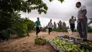 Petani Palestina mengumpulkan jambu biji pada awal musim panen tahunan di Khan Younis, Jalur Gaza Selatan, Rabu (7/9/2022). Berbagai jenis buah dan sayur bisa tumbuh subur di Gaza, salah satunya jambu biji. (AP Photo/Fatima Shbair)