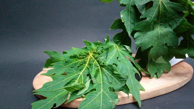 Di Balik Rasanya yang Pahit, Ternyata Daun Pepaya Memiliki Ragam Khasiat yang Baik Buat Tubuh! Apa Saja Ya?