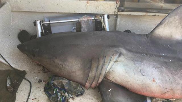 4300 Koleksi Gambar Ikan Hiu Di Perahu Gratis Terbaik