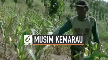 Musim kemarau membuat tanaman jagung milik warga Cilacap layu dan mati. Tak ada pilihan, petani akhirnya membabat untuk dijadikan tanaman ternak. Petani mengalami kerugian hingga puluhan juta rupiah.