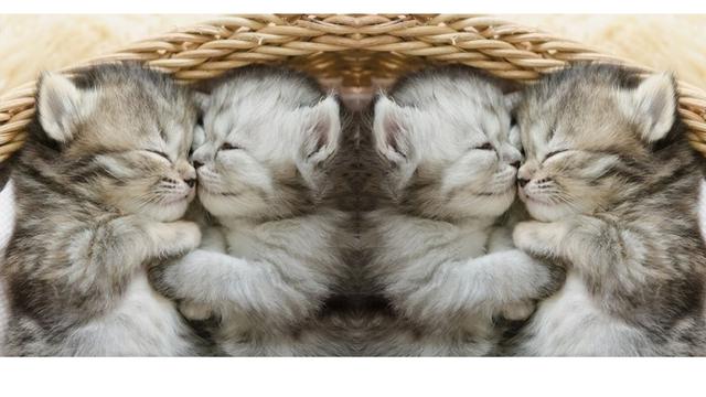 Ini Dia Wewangian Unik Beraroma Bulu Anak Kucing Fashion Beauty Liputan6 Com