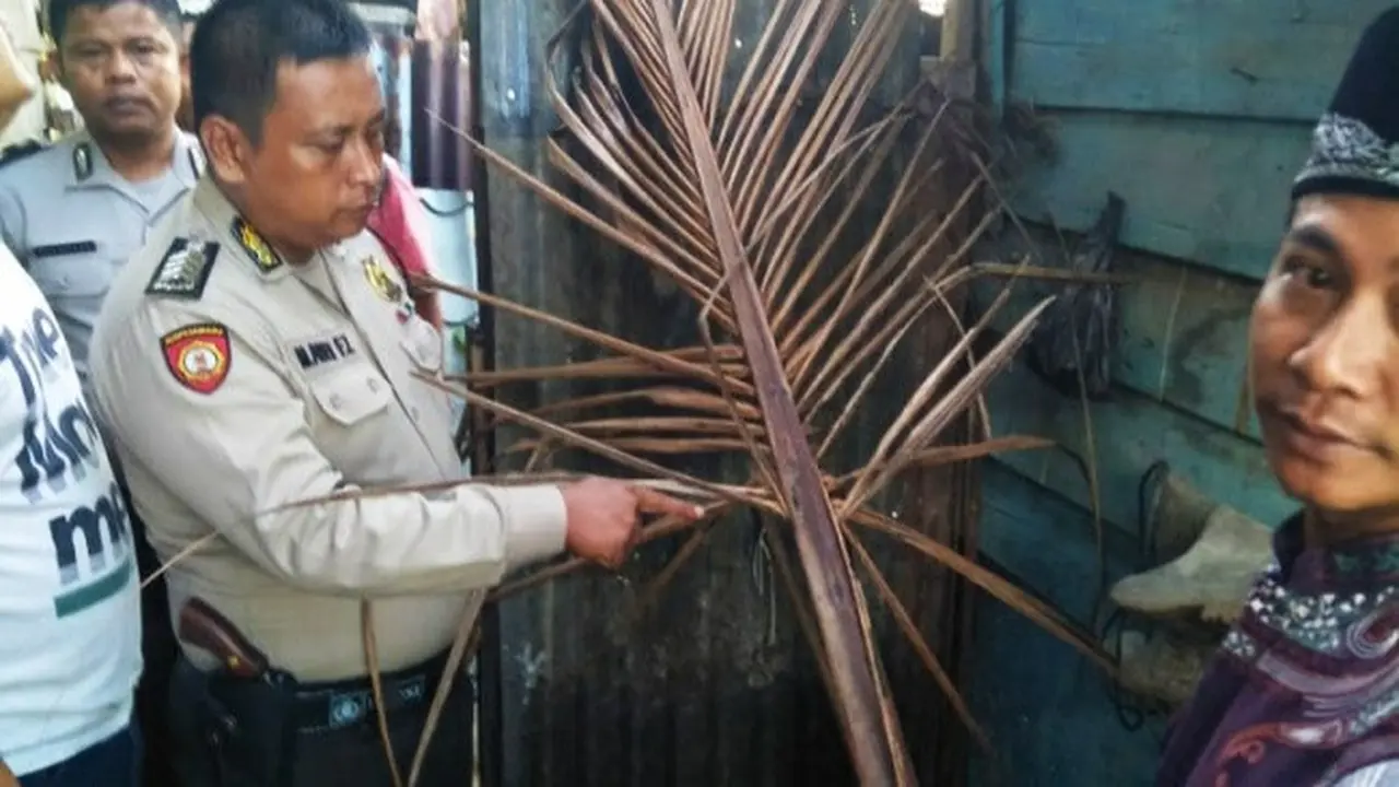 Pelepah Kelapa yang menimpa kabel dan menyebabkan ayah, ibu dan anak di Kota Dumai meninggal karena tersetrum listrik.
