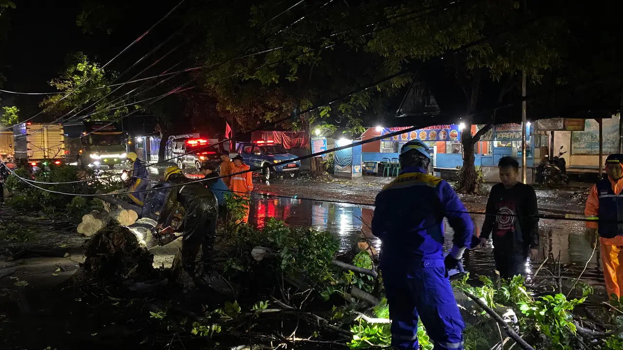 Petugas mengevakuasi pohon tumbang akibat diterjang angin puting beliung di Situbondo.