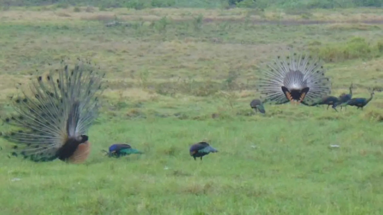 merak hijau (pavo muticus muticus Llnnaeus) hidup bebas di Taman Nasional Alas Purwo (TNAP). (Istimewa)