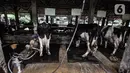 Pekerja saat menyelesaikan pemerahan susu sapi di peternakan Mahesa Perkasa, Depok, Jawa Barat, Minggu (28/3/2021). Permintaan susu sapi perah di masa pandemi Covid-19 masih stabil, namun terkendala harga pakan yang mengalami kenaikan akibat kelangkaan bahan baku. (merdeka.com/Iqbal S. Nugroho)