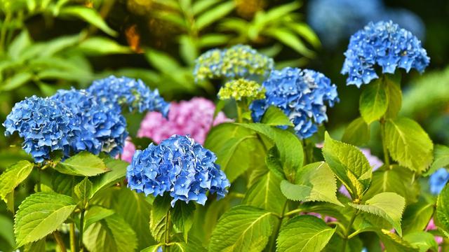 Hydrangea Flower (sumber: pixabay)