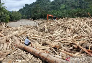 Kayu gelondongan besar terbawa arus banjir di Sumatera. (Antara)