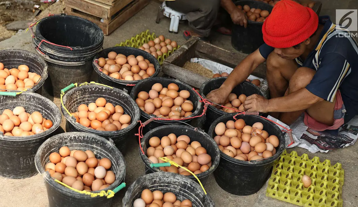 Pekerja mengumpulkan telur dari peternakan ayam di kawasan Depok, Jawa Barat, Senin (23/7). Tingginya harga telur ayam di pasaran karena tingginya permintaan saat lebaran lalu yang berimbas belum stabilnya produksi telur. (Liputan6.com/Immanuel Antonius)