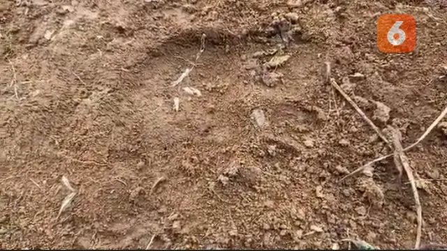 Hewan ternak kambing milik warga mati tragis diduga dimangsa hewan buas macan tutul di Kabupaten Sukabumi (Liputan6.com/Fira Syahrin).