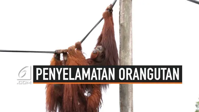 Sebentar lagi Ibu Kota Indonesia pindah ke Kalimantan Timur. Di wilayah ini tenyata ada tempat khusus untuk rehabilitasi   orangutan sebelum dilepasliarkan.