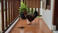 9 Cara Mencegah Ayam Tetangga Berak di Teras, Bersih Bebas Kotoran