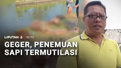 Terdapat enam potongan tubuh sapi ditemukan berserakan di pinggir sungai di Jember, Jawa Timur. Diduga hewan ternak adalah sapi curian yang belum sempat diambil dagingnya.