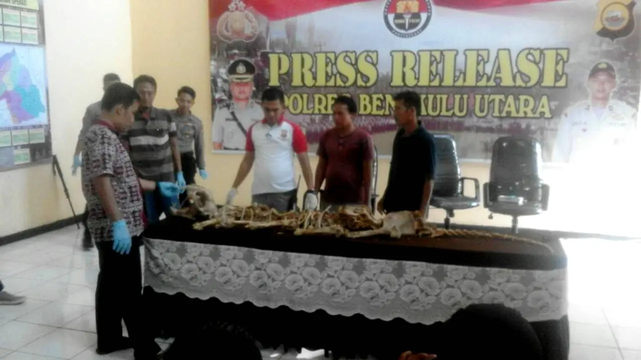 2 Pria Bengkulu Batal Jual Kulit Harimau Sepanjang 2 Meter