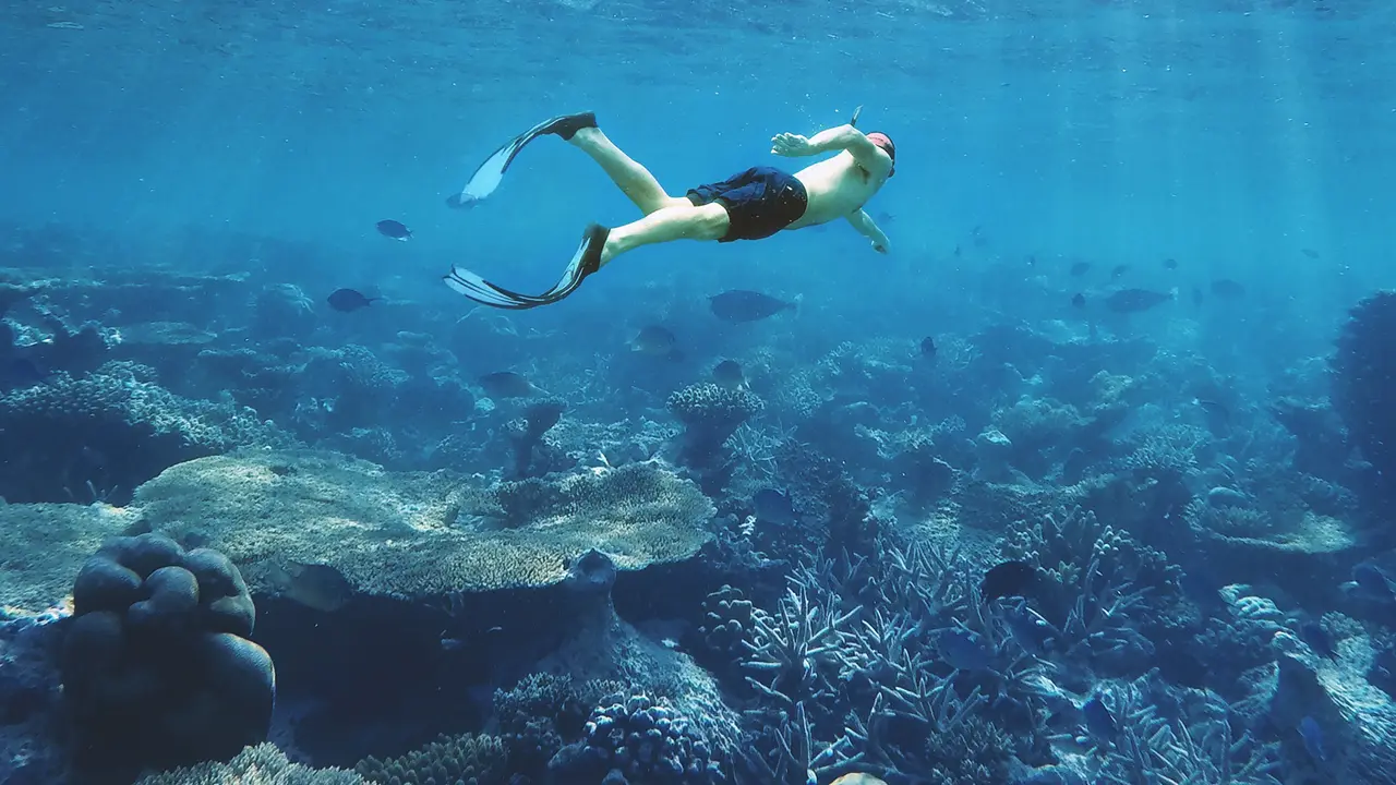 2 Turis Asing Tewas Diserang Hiu Ganas Saat Berenang di Laut Merah Mesir