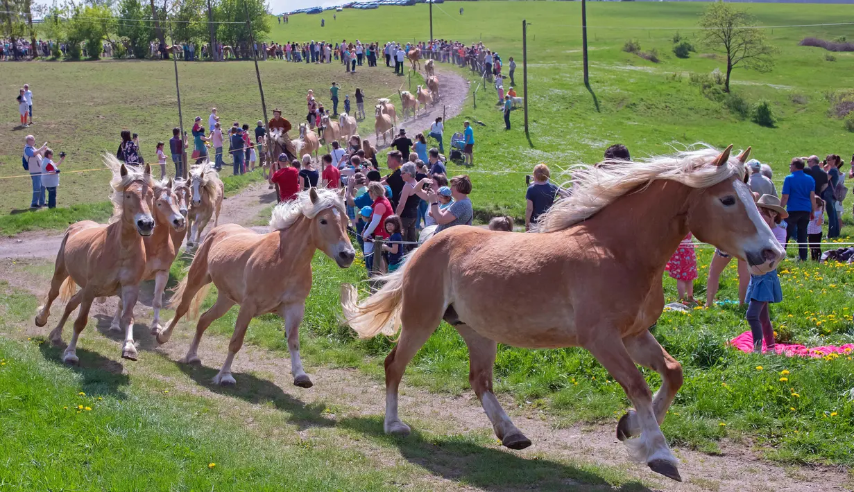 Kawanan kuda berlari di lintasan saat menuju peternakan pejantan Haflinger di Meura, Jerman (29/4). Lebih dari 300 kuda jenis Haflinger tinggal di peternakan terbesar di Eropa tersebut. (AP Photo / Jens Meyer)