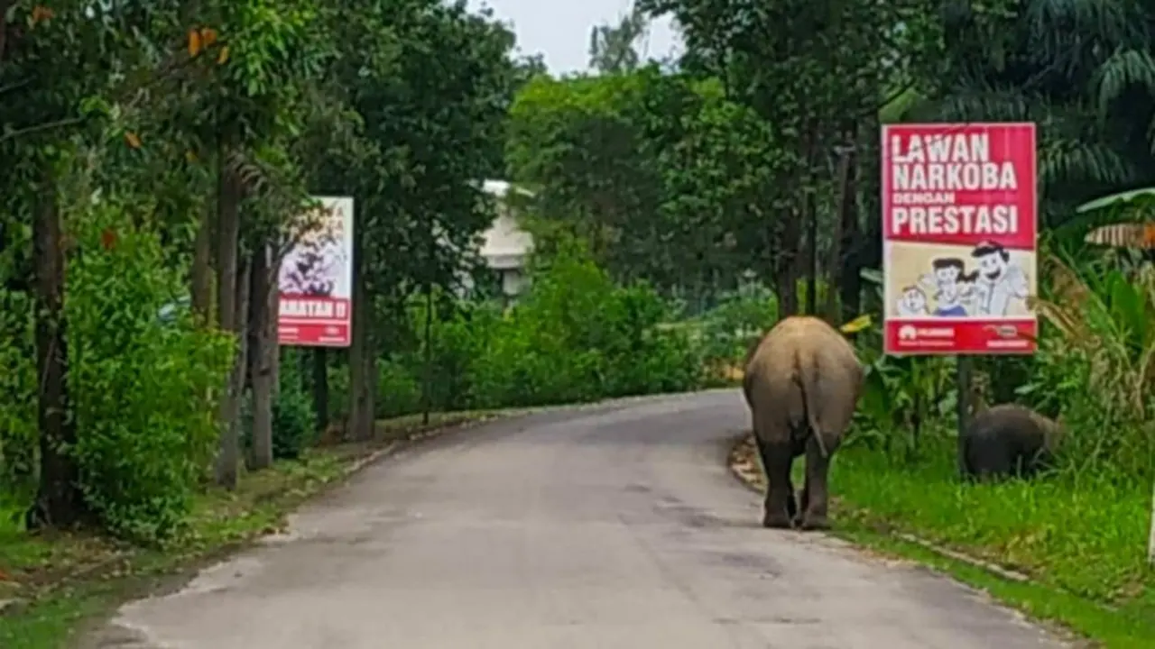 Gajah Seruni dan anaknya terlihat bermain di pinggir jalan Duri, Kecamatan Mandau, Bengkalis.