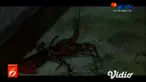 Udang jenis lobster sudah lama dikenal karena kelezatannya. Namun tahukah Anda jika ada banyak macam lobster yang bisa diolah sebagai hidangan lezat, salah satunya adalah lobster mutiara.