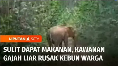 VIDEO: Diduga Kesulitan Dapat Makanan, Kawanan Gajah Liar Masuk dan Rusak Kebun Warga Pali