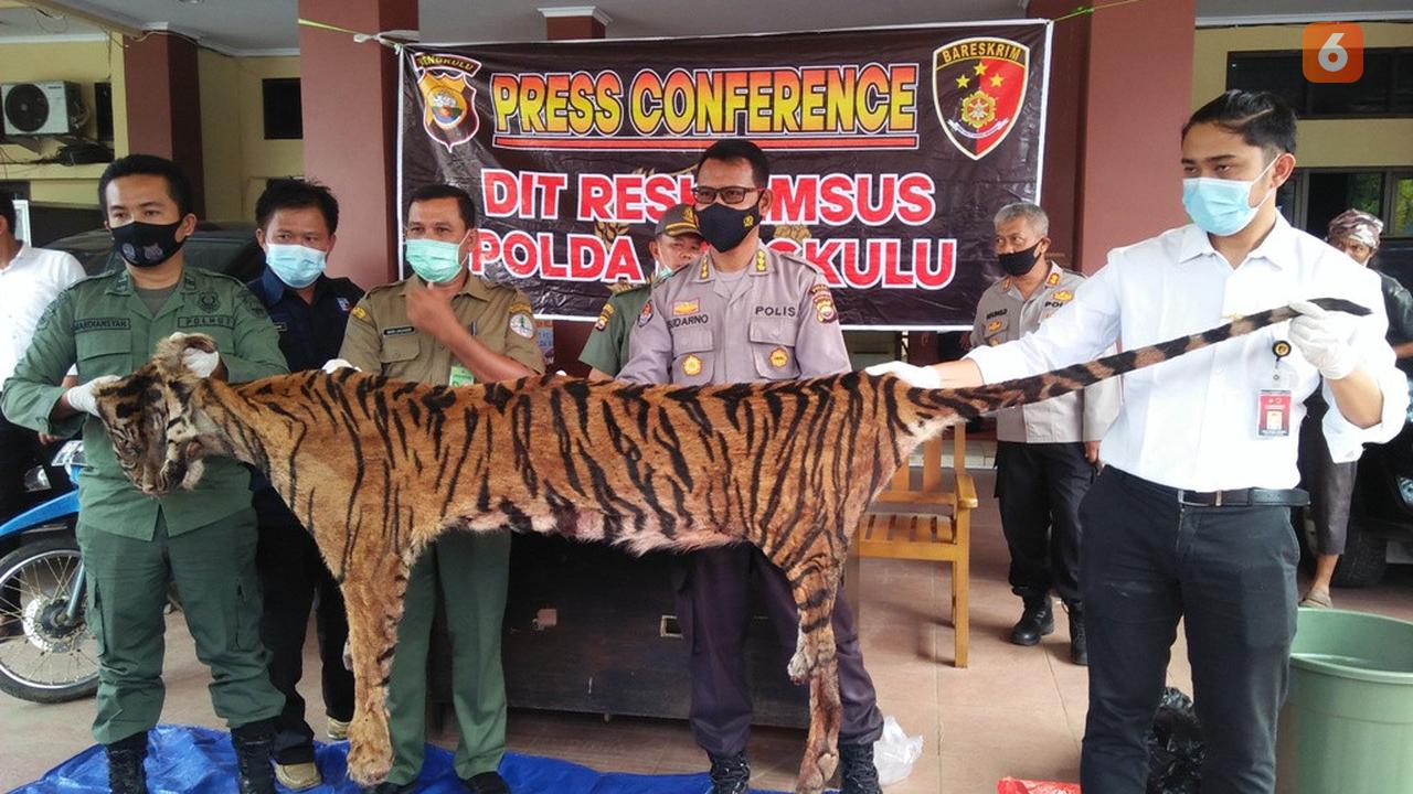 Populasi Harimau Sumatera Semakin Mengkhawatirkan