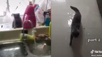 Viral, Aksi Usil Kucing Nyalakan Keran Wastafel hingga Rumah Banjir (Sumber: TikTok/@zul_taylor12)