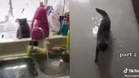 Viral Aksi Usil Kucing Nyalakan Keran Wastafel hingga Rumah Banjir