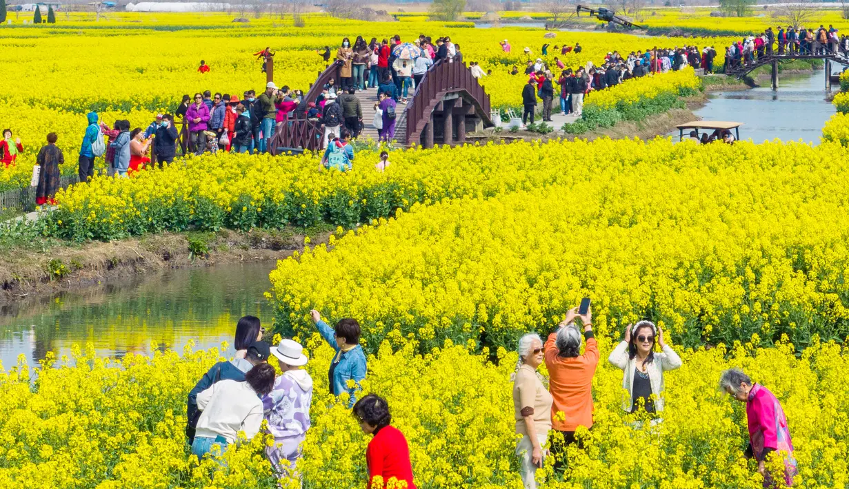Taman-taman dipenuhi warga yang ingin melihat-lihat sampai berfoto dengan bunga sakura bermekaran. (STR/AFP)