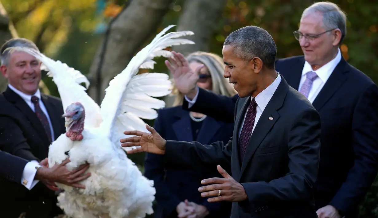 Reaksi Presiden AS Barack Obama saat seekor kalkun mengembangkan sayapnya di acara Thanksgiving di Rose Garden Gedung Putih, Washington, AS, Rabu (23/11). (REUTERS / Carlos Barria)