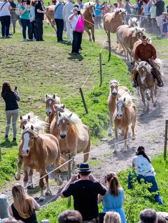 Sejumlah kuda berlari di lintasan saat menuju peternakan pejantan Haflinger di Meura, Jerman (29/4). Lebih dari 300 kuda jenis Haflinger tinggal di peternakan terbesar di Eropa tersebut. (AP Photo / Jens Meyer)