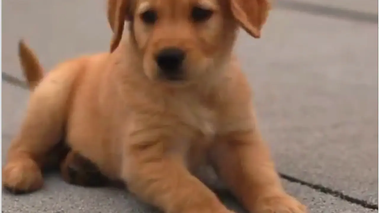 [Bintang] Anak Anjing Ini akan Buat Siangmu Lebih Ceria