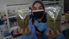 Peneliti menunjukkan bahan mentah daun rhino ketepeng dan daun benalu yang diteliti sebagai obat herbal COVID-19 di Pusat Penelitian Kimia LIPI di Serpong, Banten, 6 Mei 2020. Peneliti LIPI mengembangkan penelitian dua tanaman herbal sebagai obat herbal untuk pasien COVID-19. (Xinhua/Veri Sanovri)