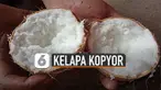 Jenis kelapa bertekstur bubur ini ternyata punya manfaat baik untuk tubuh.
